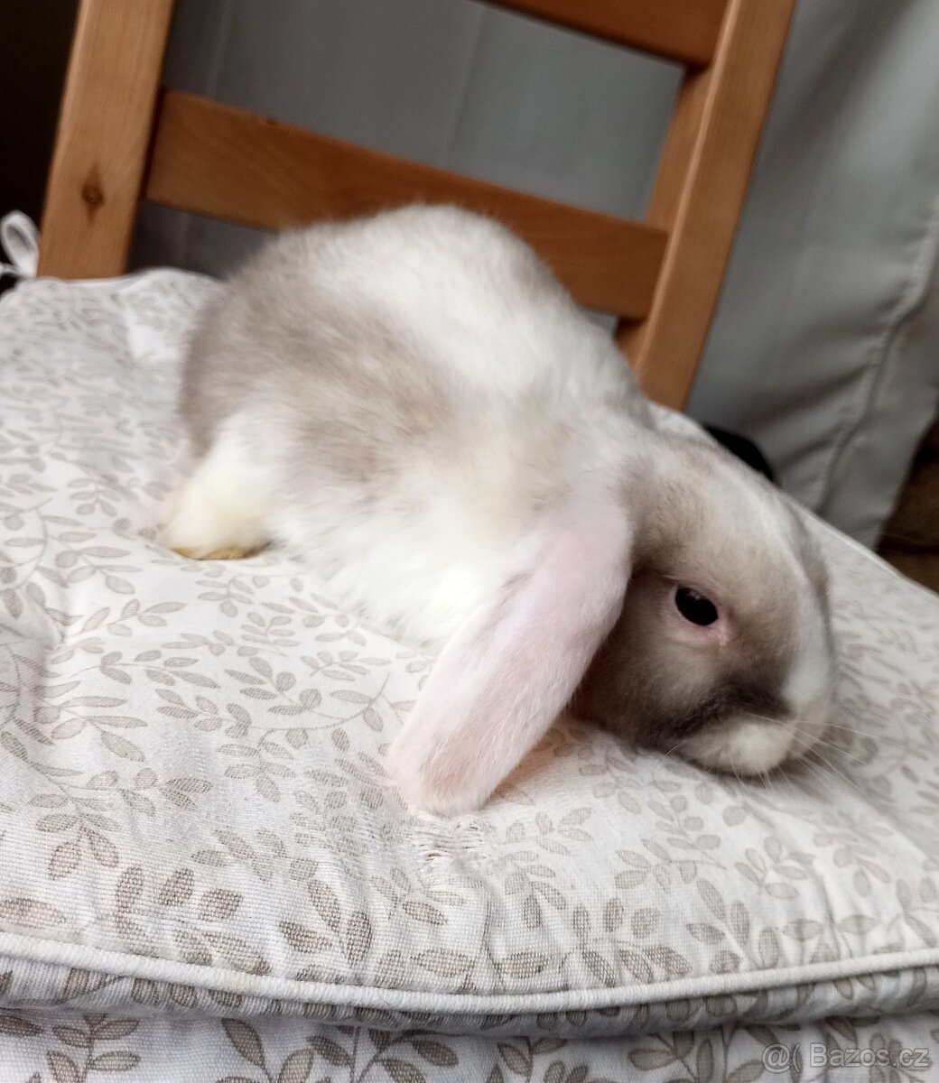 Zakrslý beránek králíček - 3