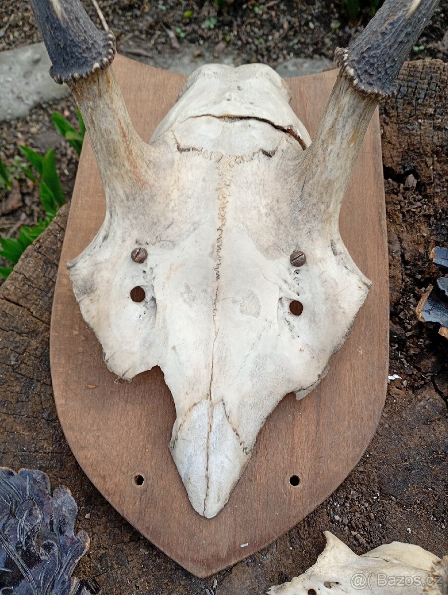 Staré Poškozené Trofeje - 3