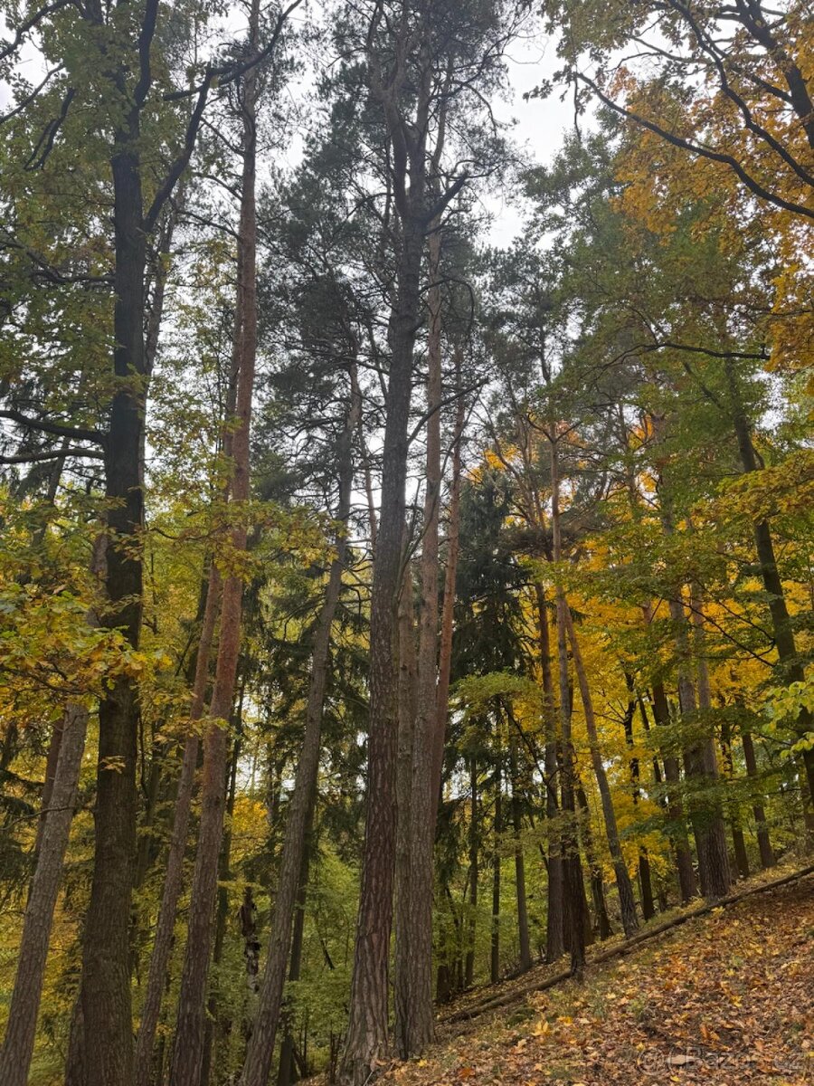 Prodej lesního pozemku k.ú. Přísečná - 3