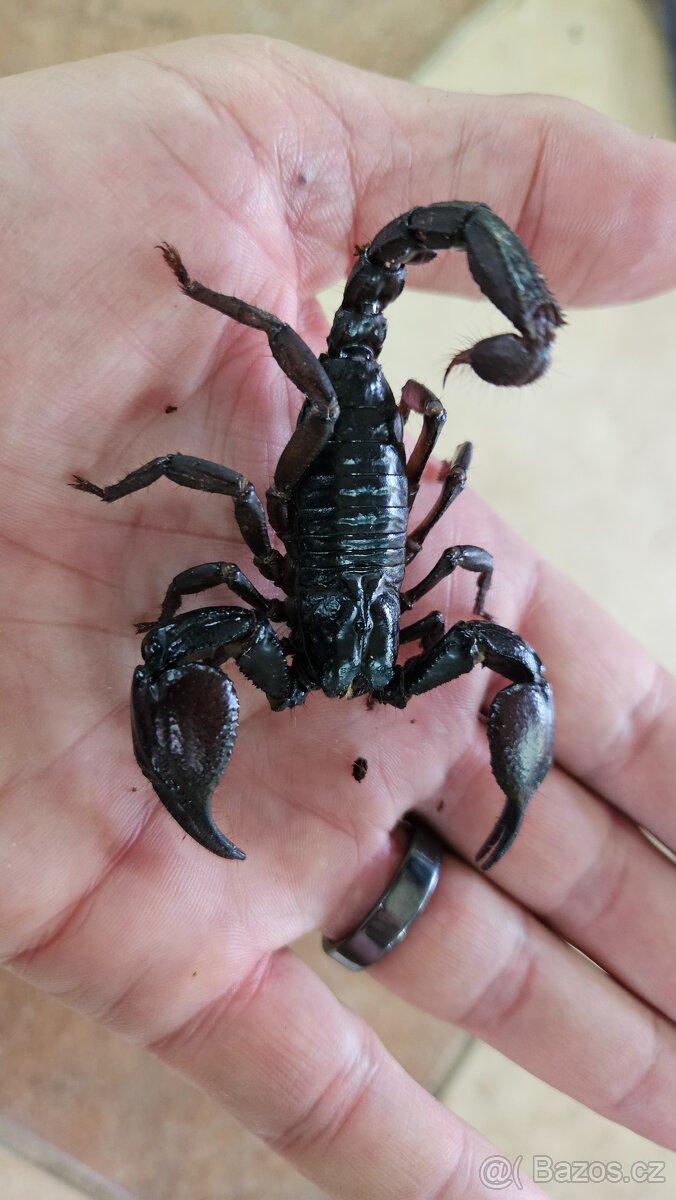 Štír Heterometrus petersii - 3