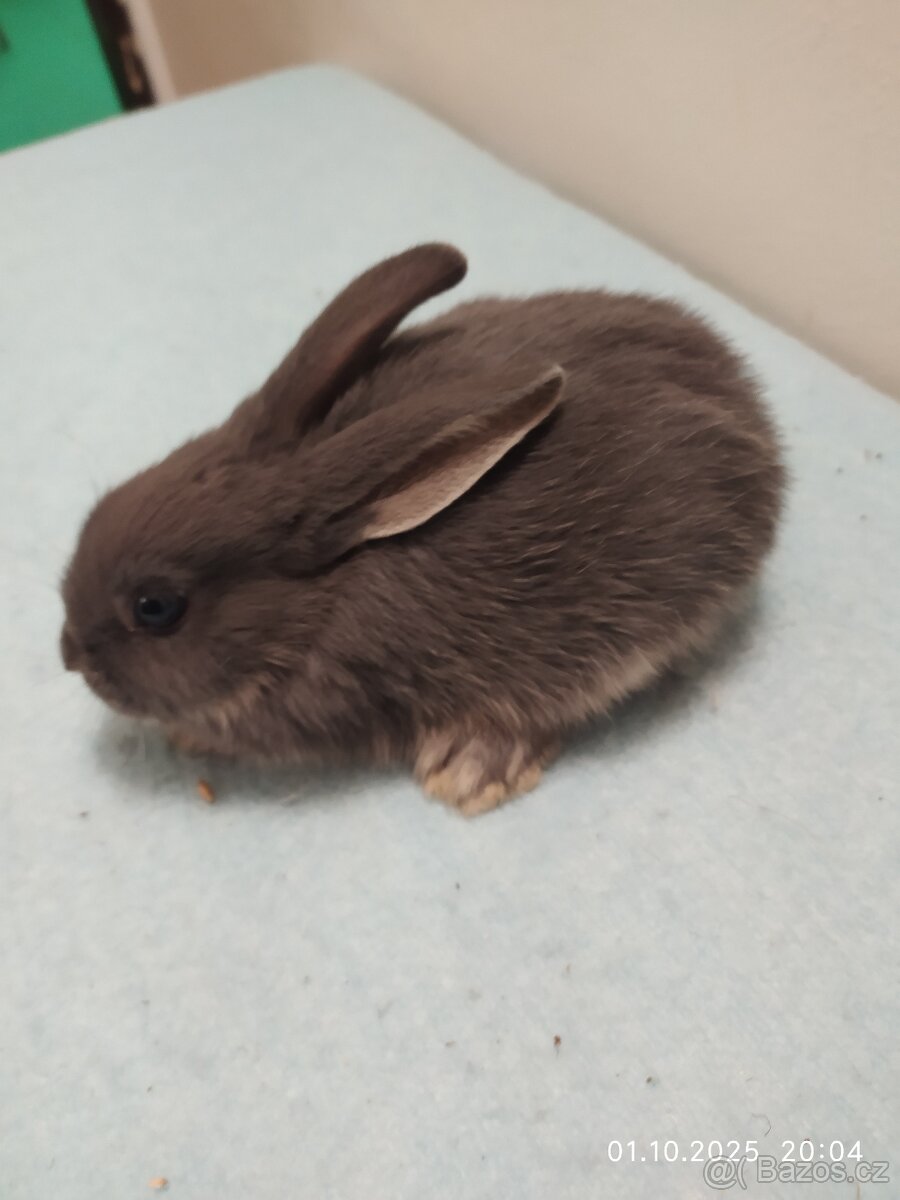Zakrslí králíčci - 3
