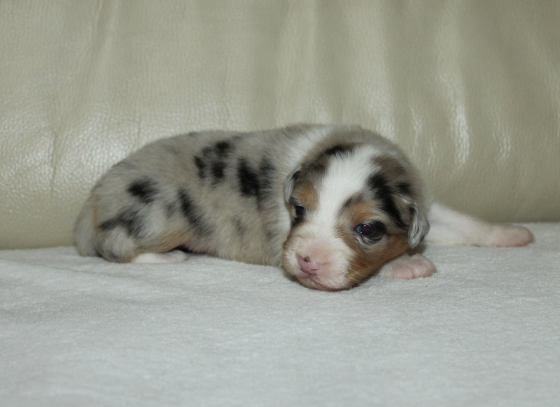 Australsky ovčák - 3