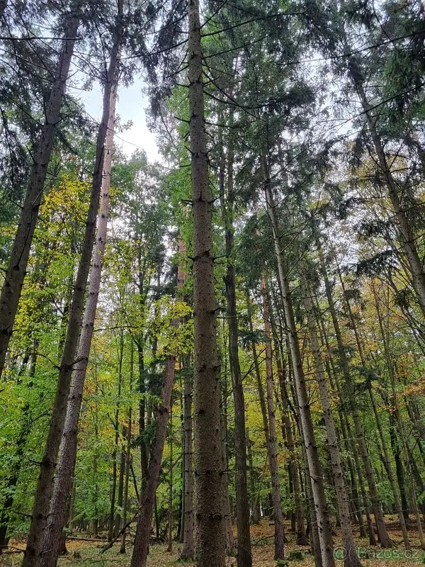 Prodej lesa 7429 m² Nivnice - 3