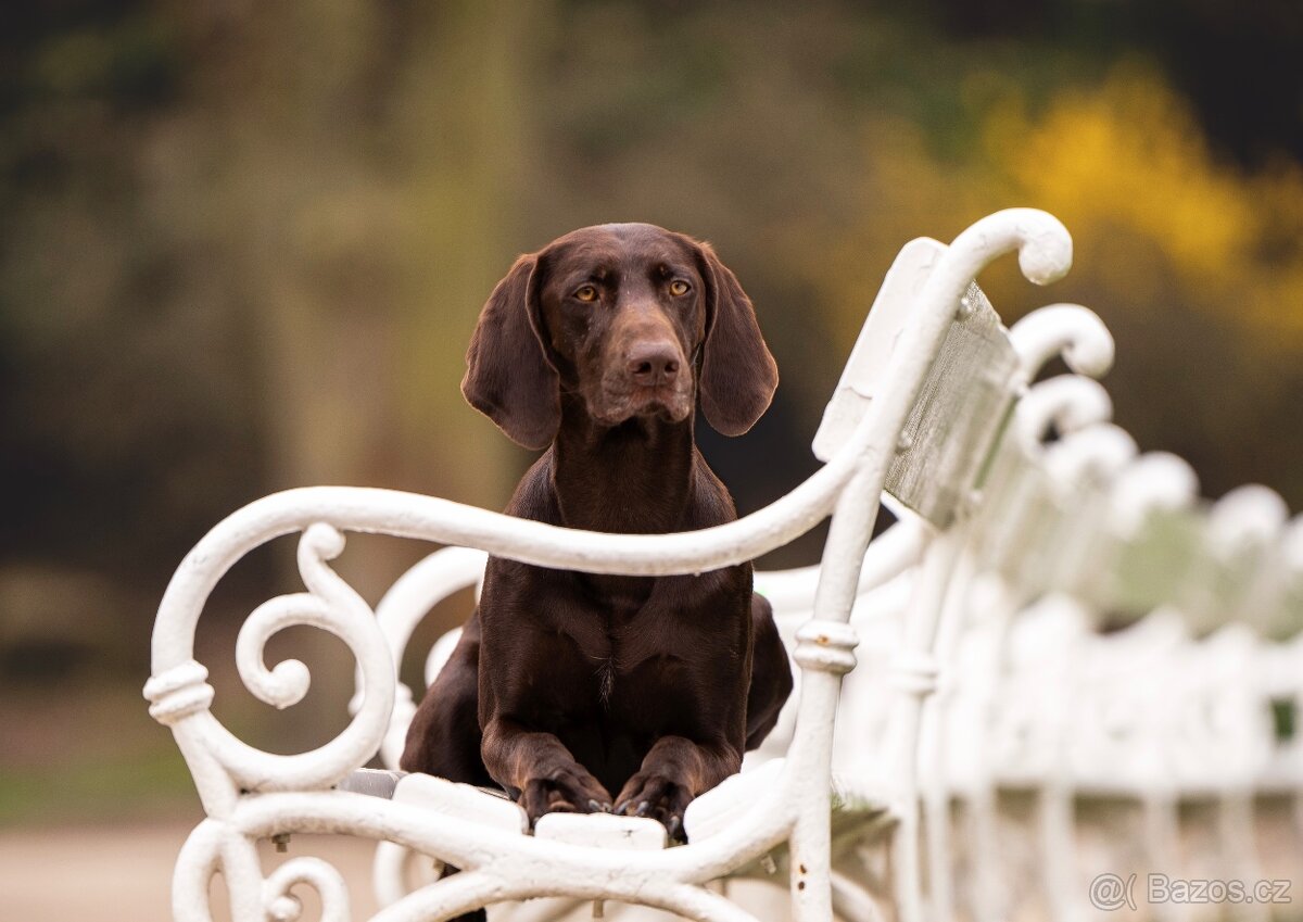 Německý ohař krátkosrstý - 3