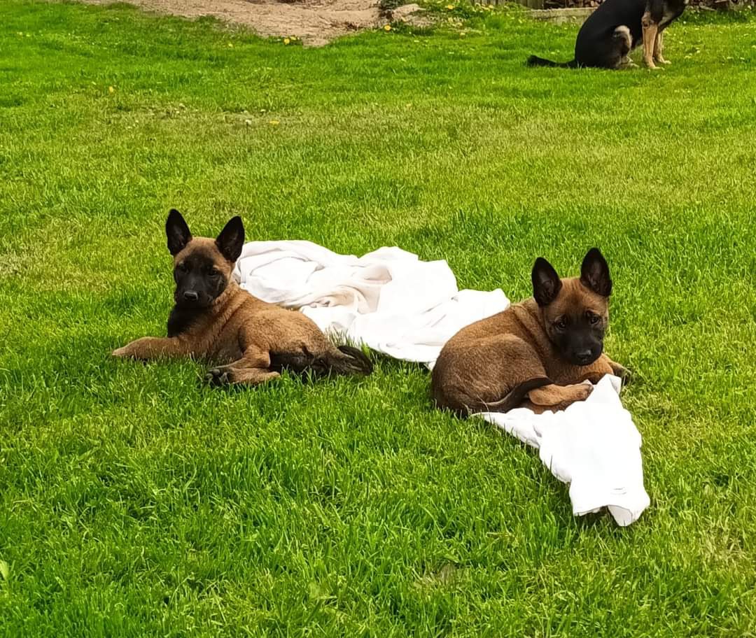 Belgický ovčák Malinois - 3