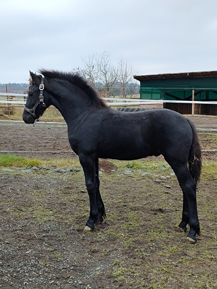 Fríský hřebeček - 3