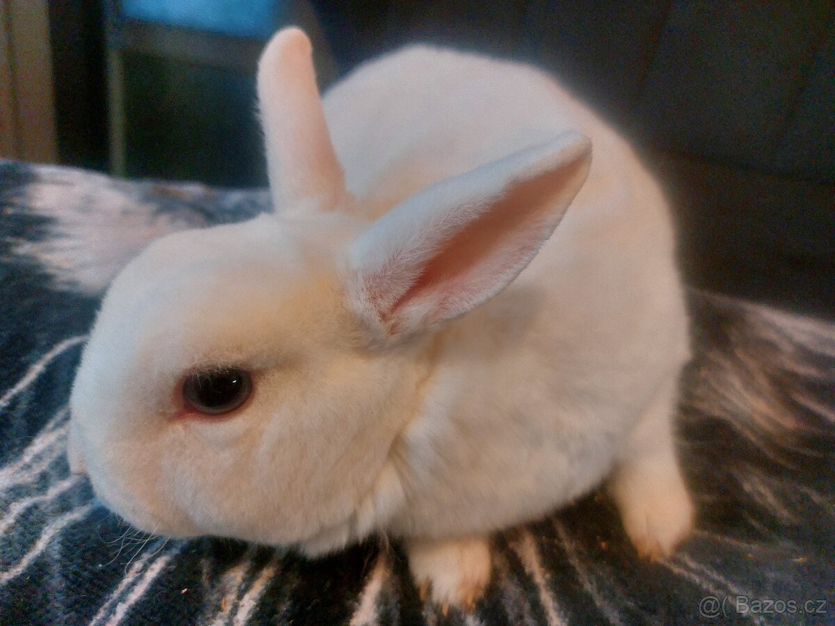 Zakrslá bílá modrooká samička - 3