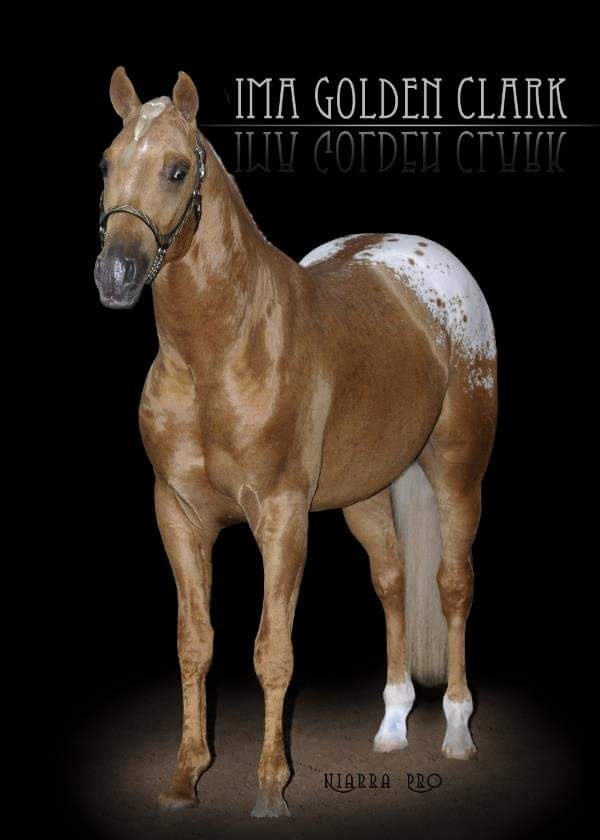 Prodám klisnu Appa x irský cob - 3