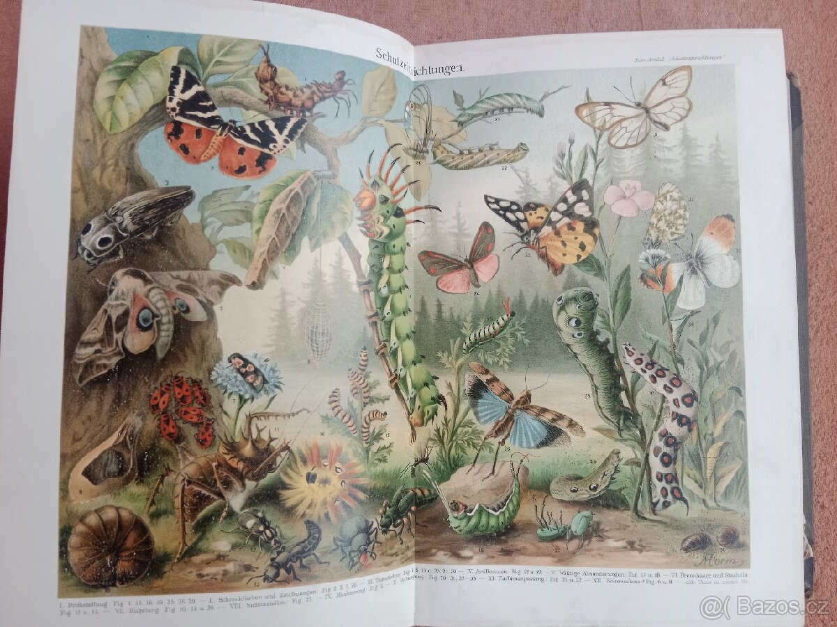 STARÝ LEXIKON Z ROKU 1905 MAYERS - 3