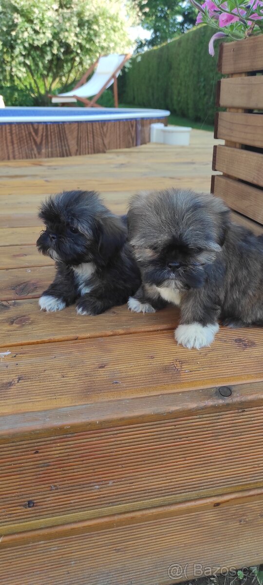 Shih Tzu štěňata shitzu - 3