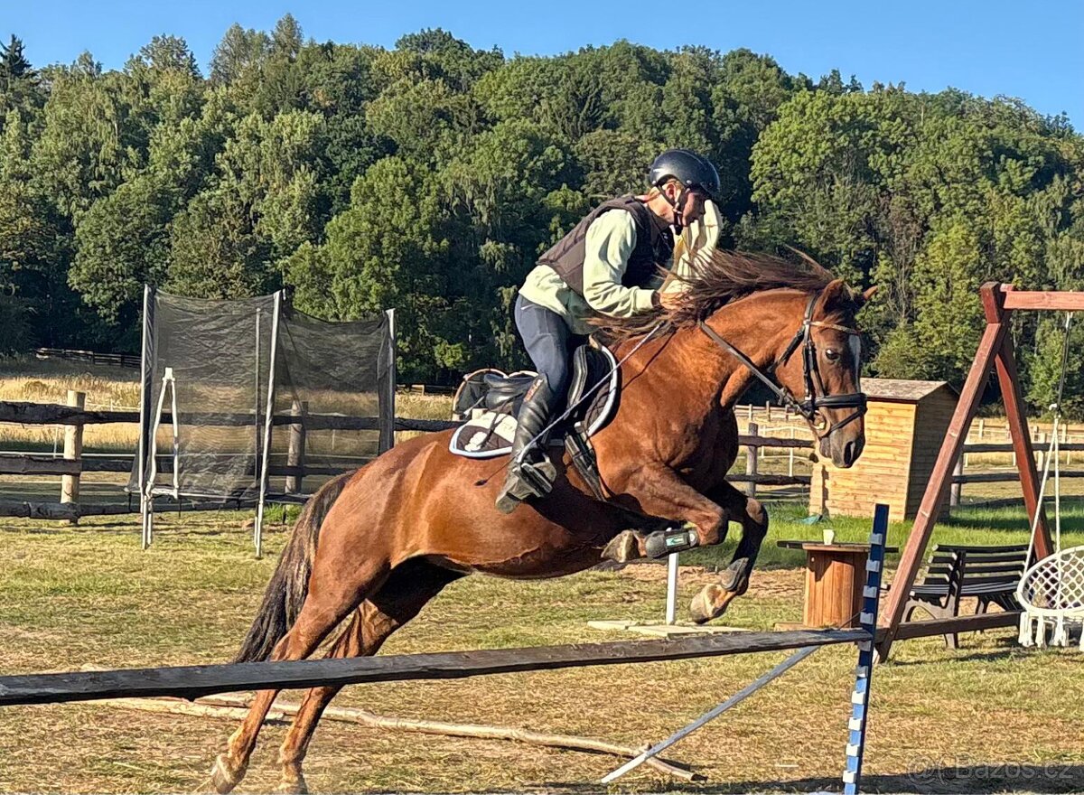 Welsh pony A - 3