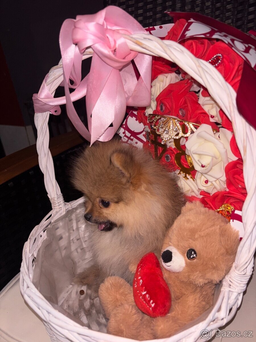 Pomeranian štěňátko - 3
