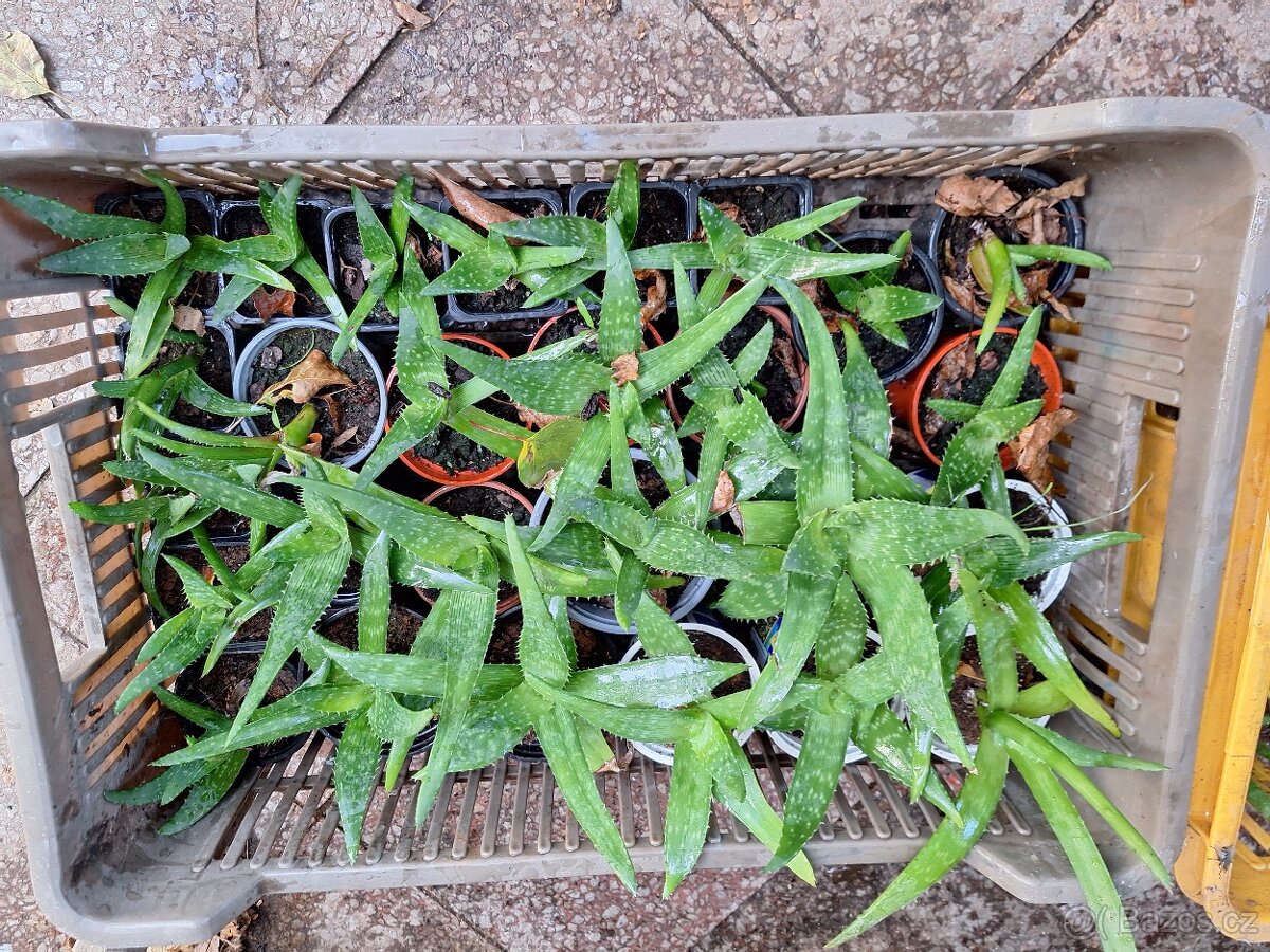 Aloe Vera - 3