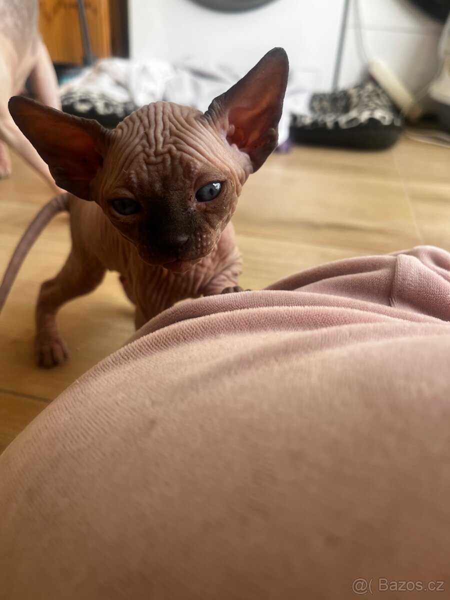 Kanadský sphynx - 3