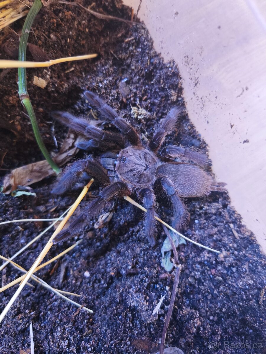 Chilobrachys sp. „Kaeng krachan" - 3