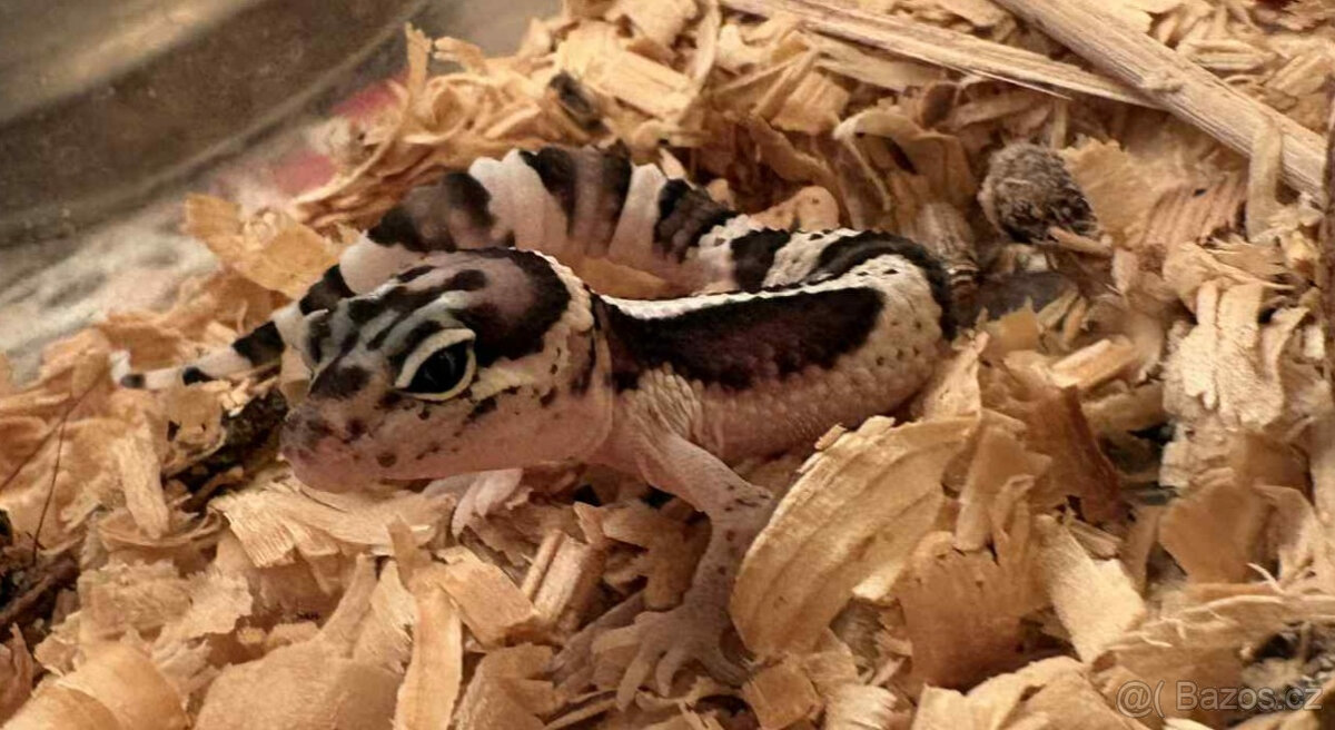 Atraktivní mládě gekončíka nočního – Morf Black & White / Hi - 3