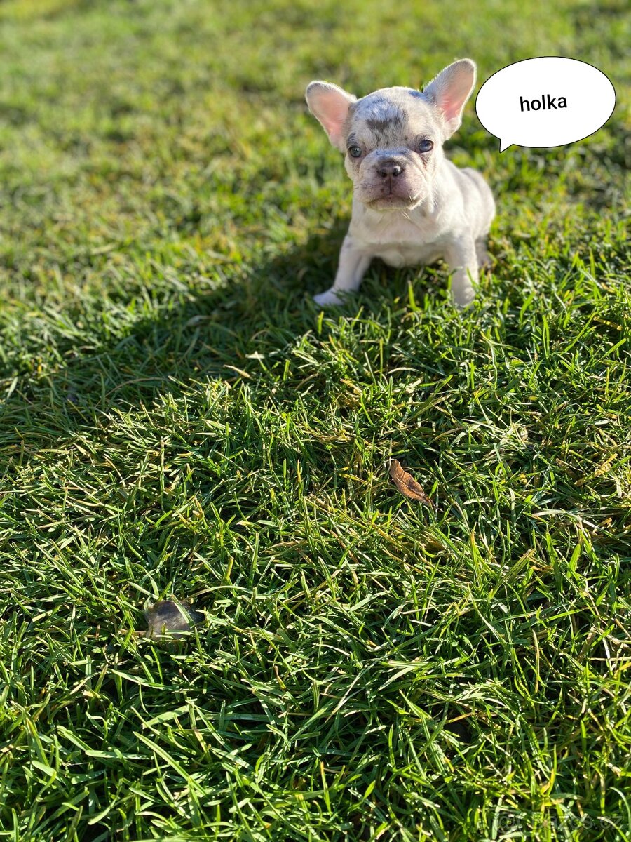 Francouzský buldoček - 3