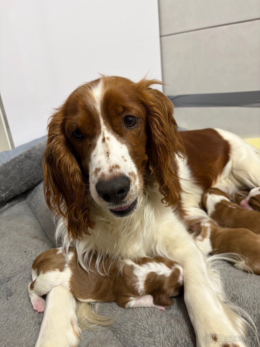 Nabízíme štěňátka velšského springer španěla - 3