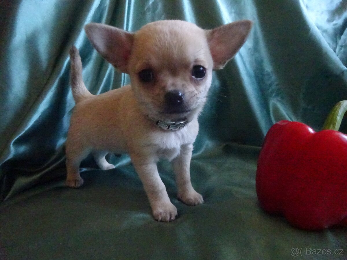 Vrh štěňátek čivava. - 3