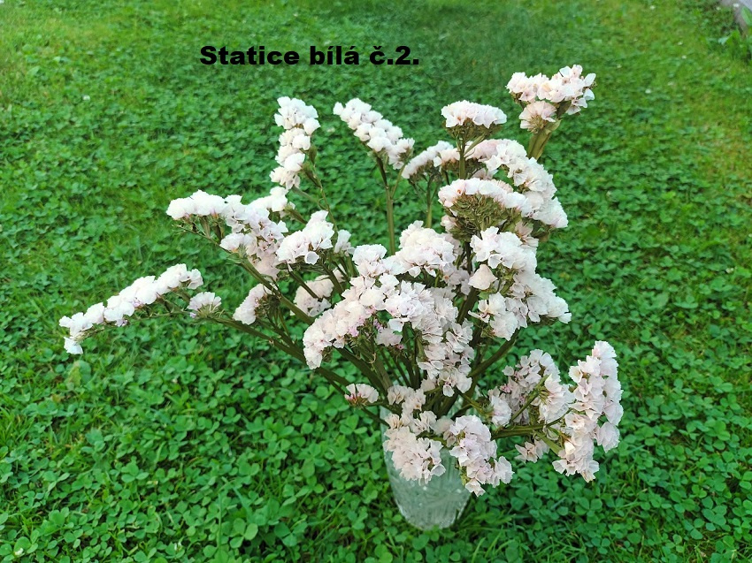 Sušené květiny - STATICE. - 3