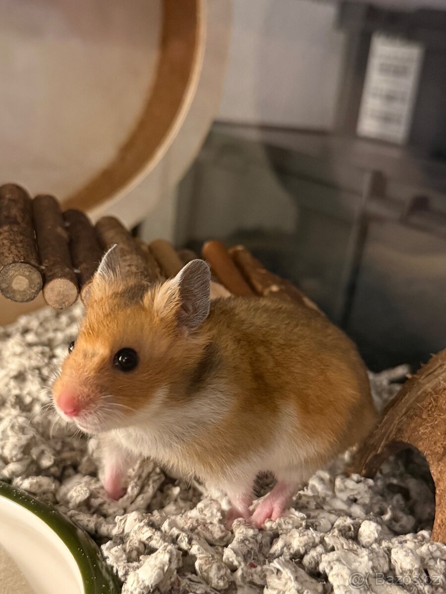 Syrský, zlatý křeček - 3