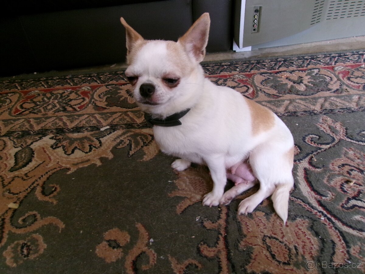 ČIVAVA - KRÁTKOSRSTÁ - PEJSEK - 3