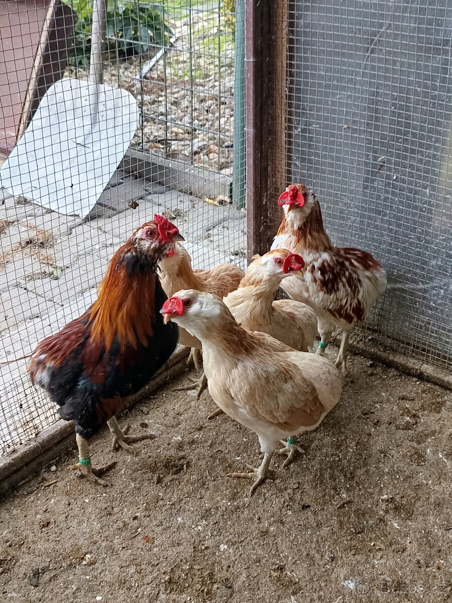 Zdrobnělé Araukany pšeničné - 3