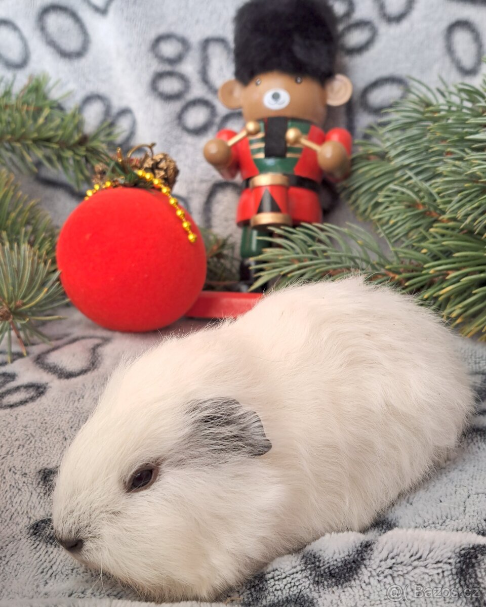 Morče, morčátko (Teplicko či přepravce) - 3