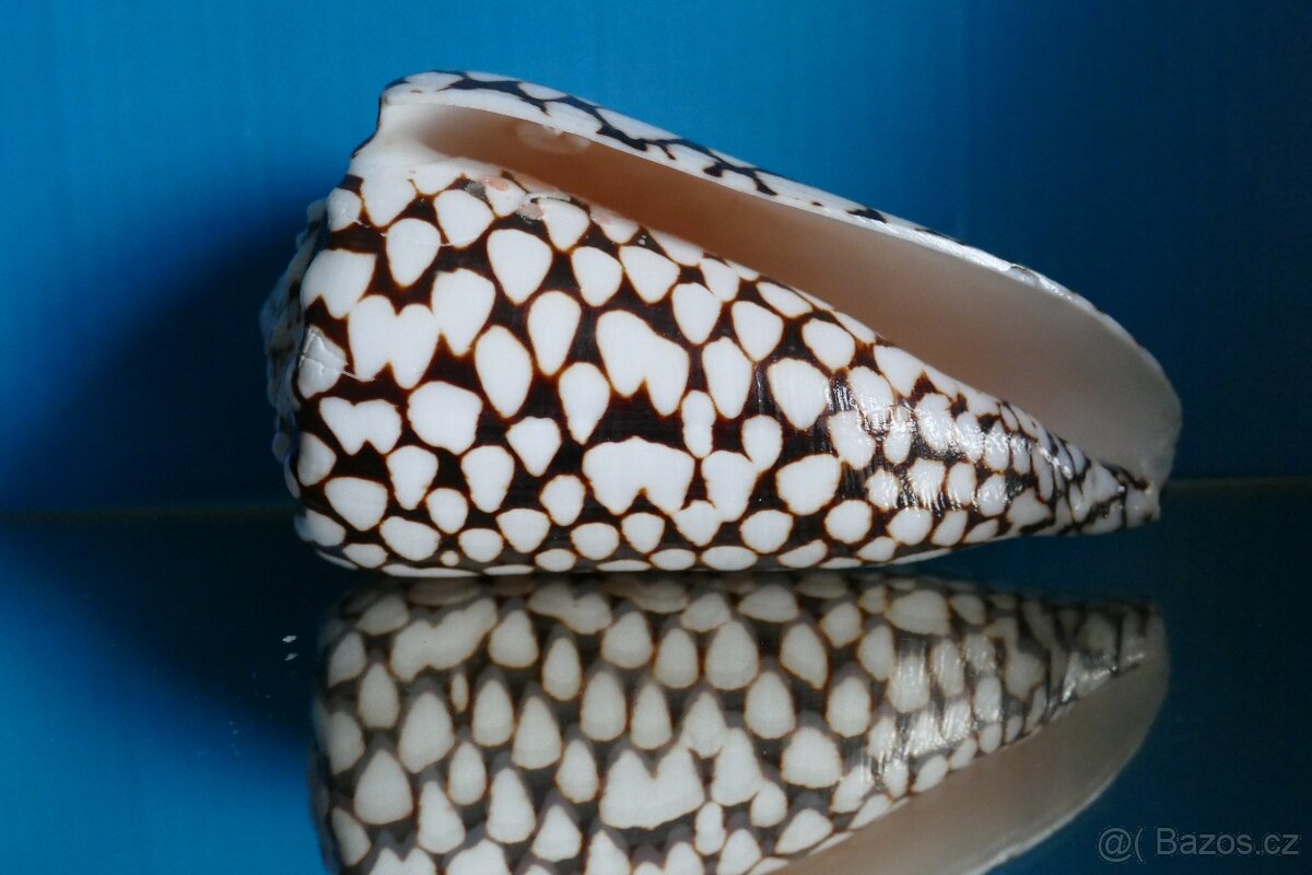 Conus marmoreus XL - 3