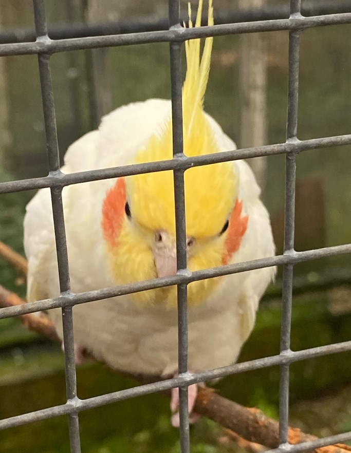 Korela chocholatá - 3