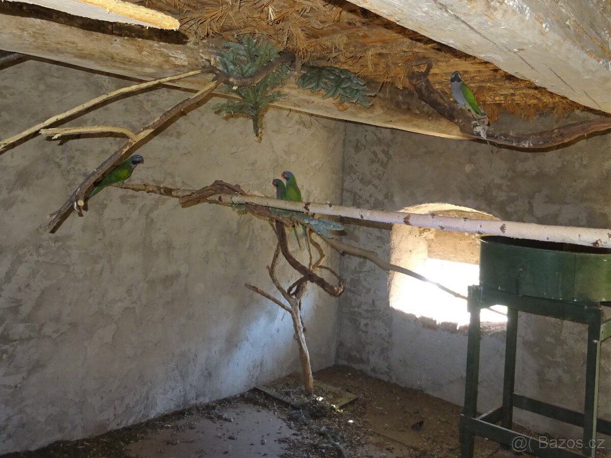 Alaxandr Čínský - 3