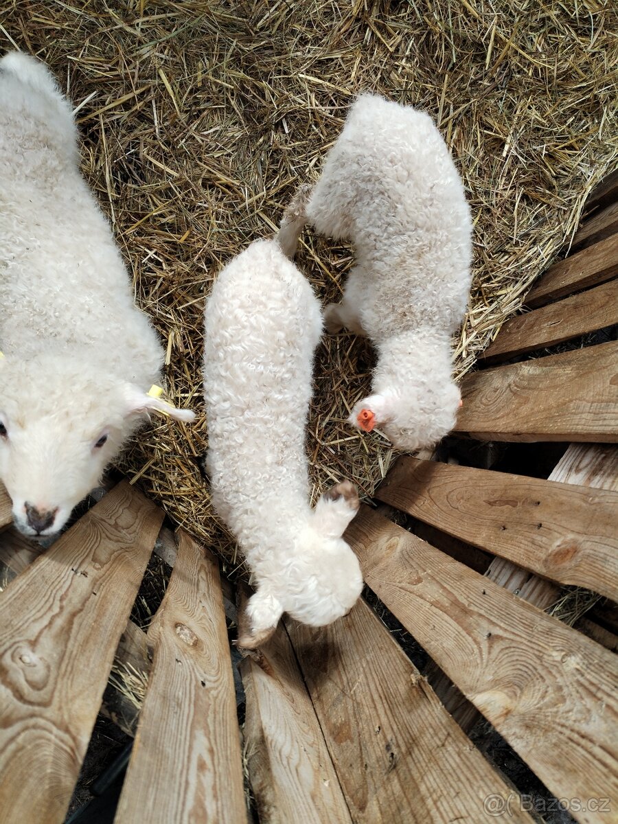 Beránci flaskaci - 3