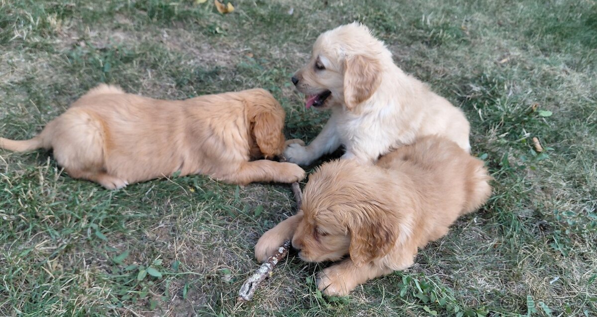 Zlatý retriever - 3