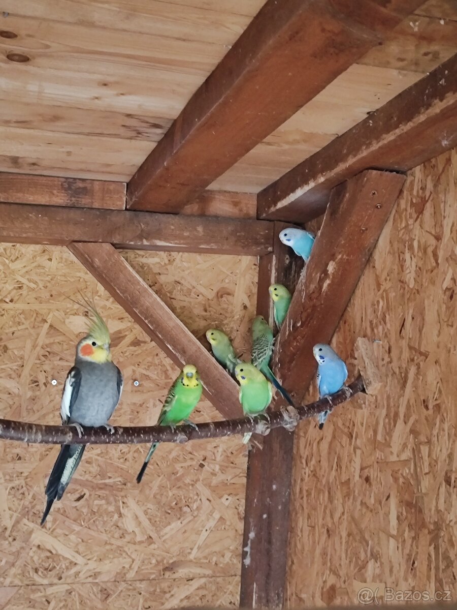 Krásné mladé Andulky - 3