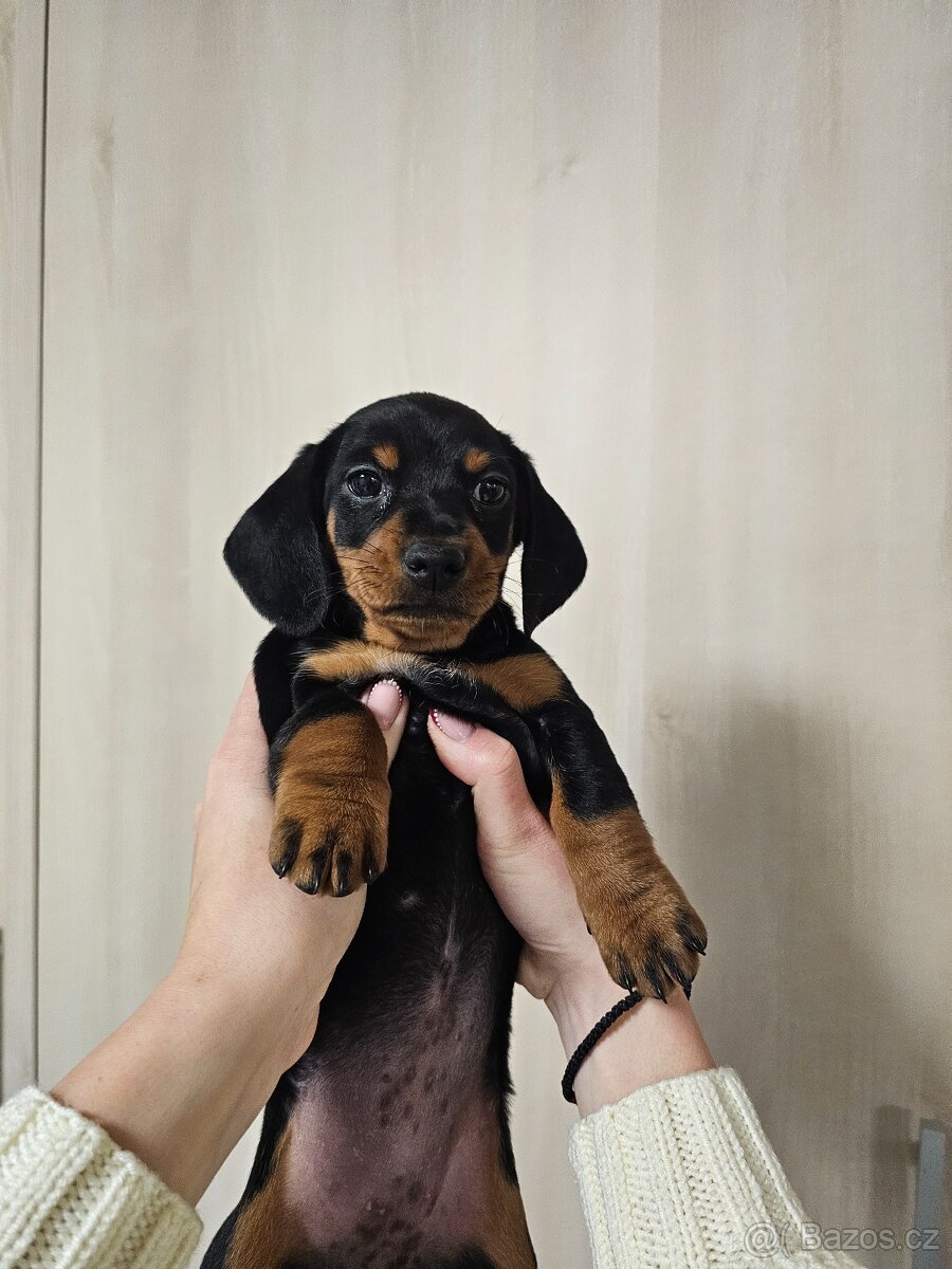 Štěňata jezevčíka - 3