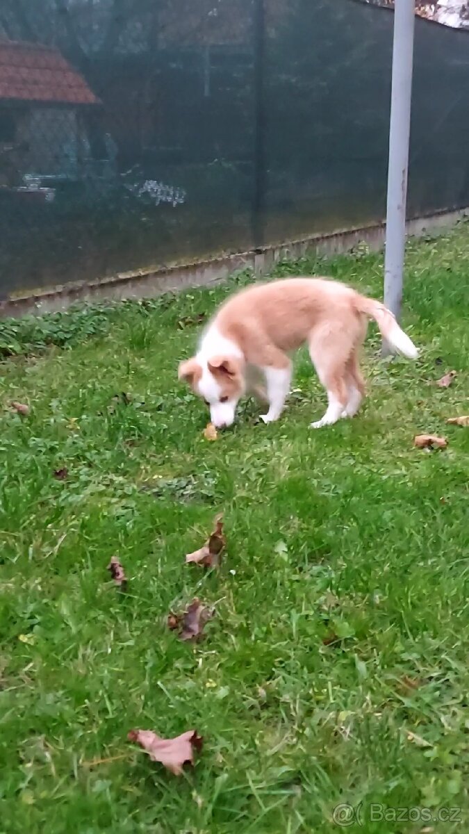 Štěňata border kolie bez PP - 3