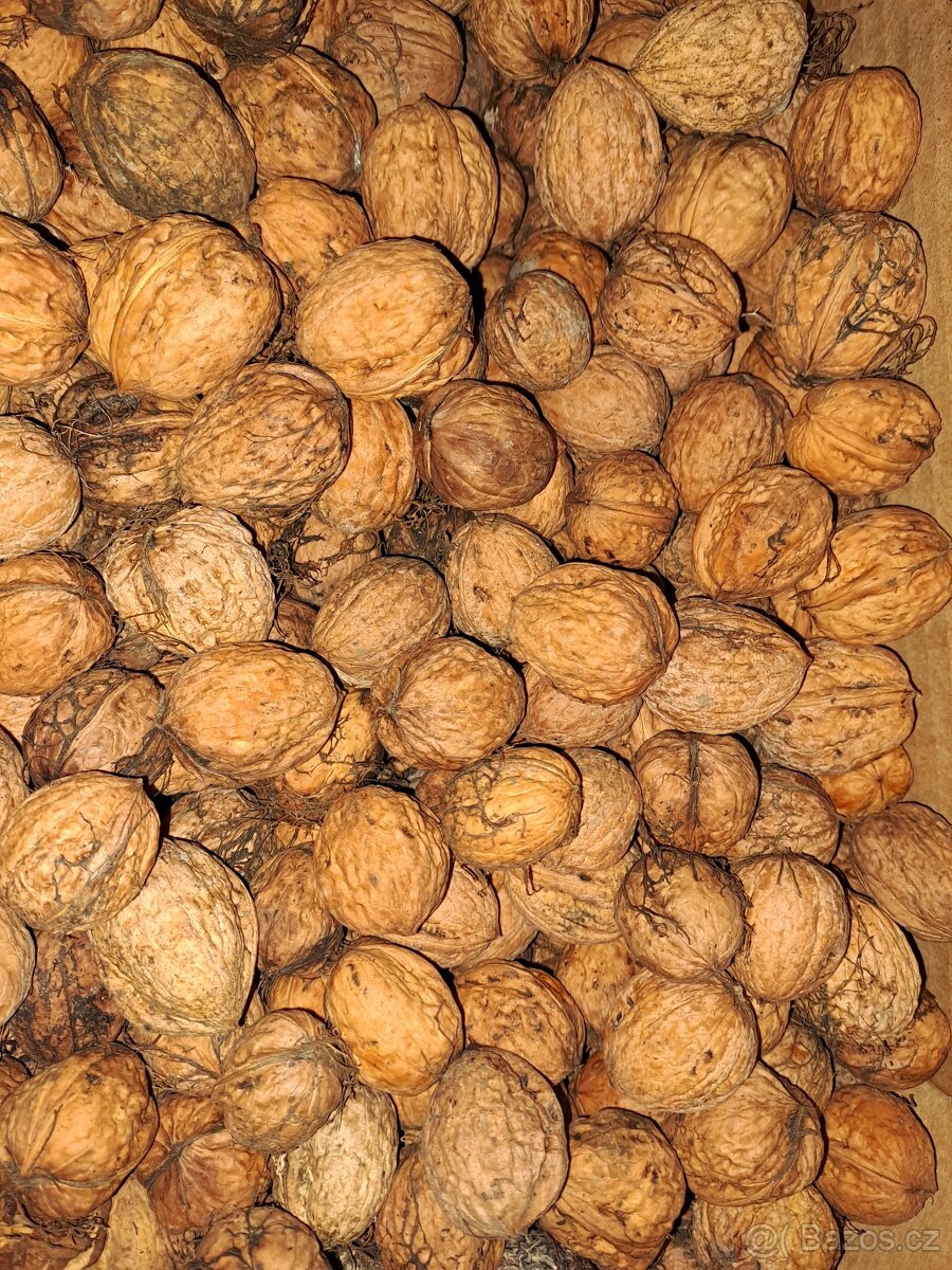 Ořechy vlašské - 3