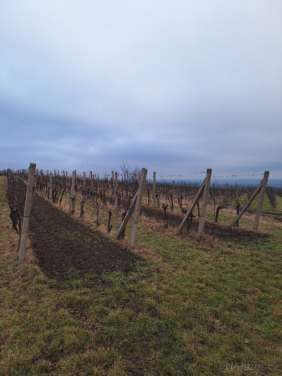 Prodej, pronájem vinohradu - 3
