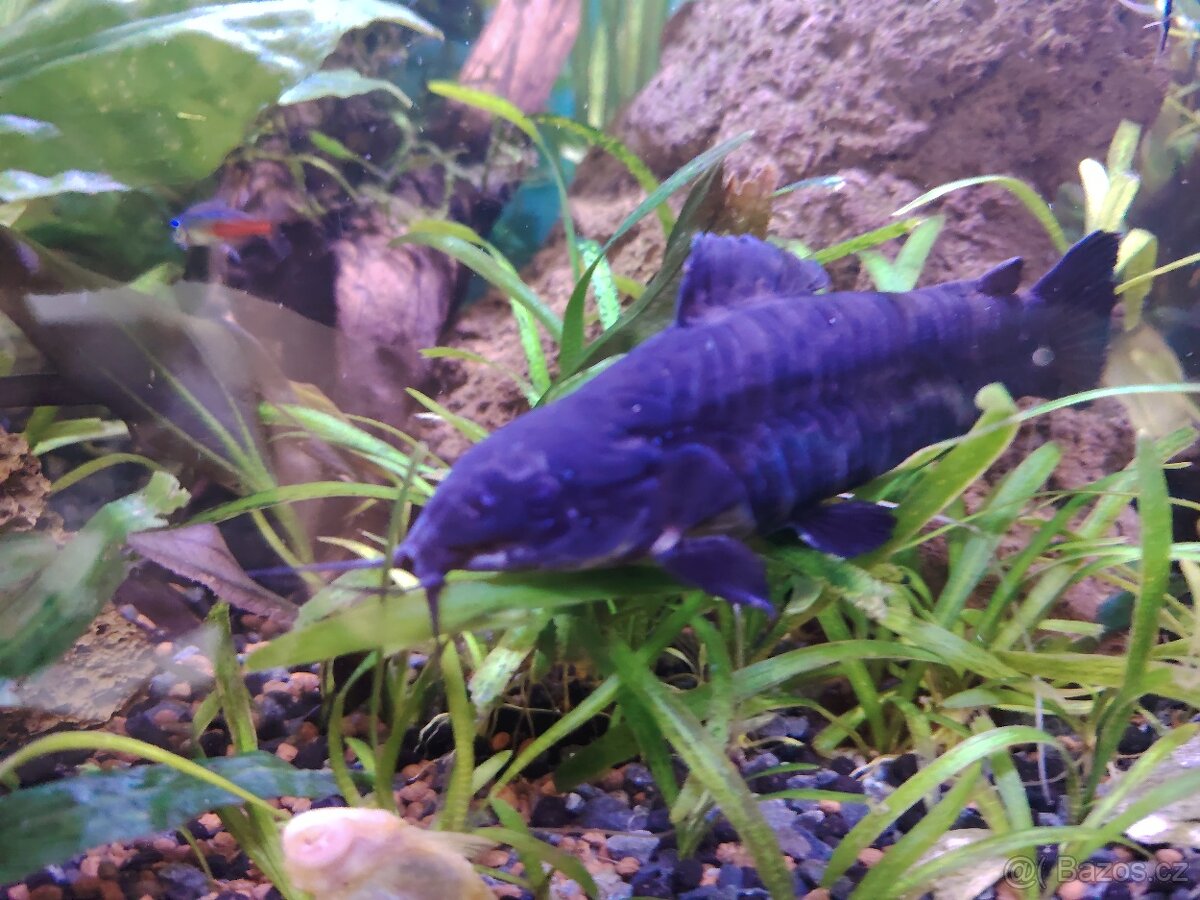 Pancéřníček kropenatý - 3