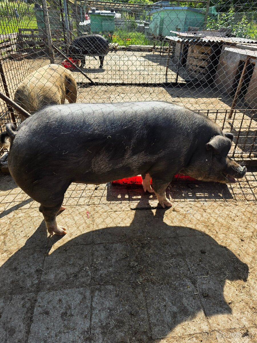 Prase-Duroc - 3
