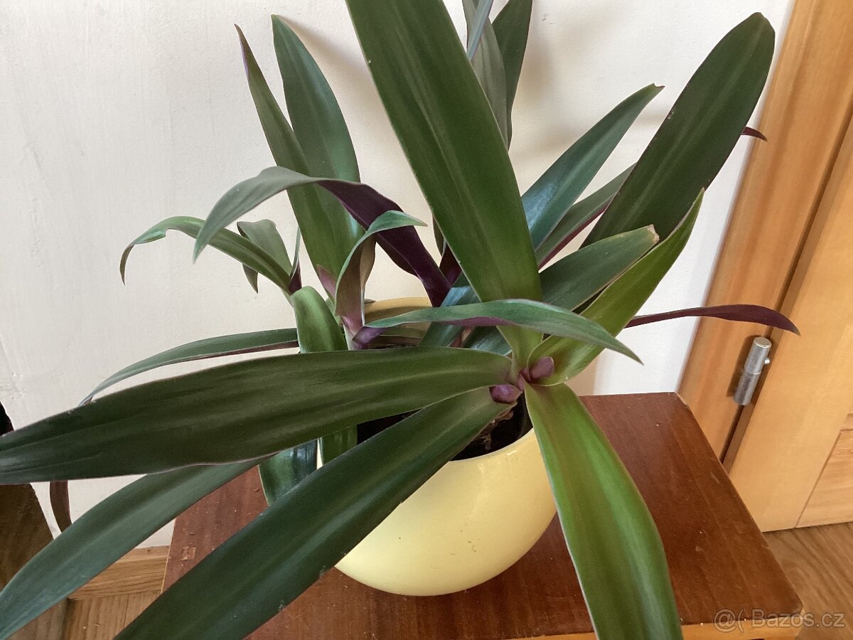 Tradescantia spathacea - 3