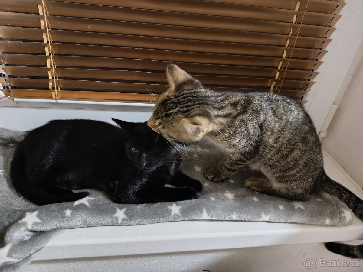 Koťátka - 3