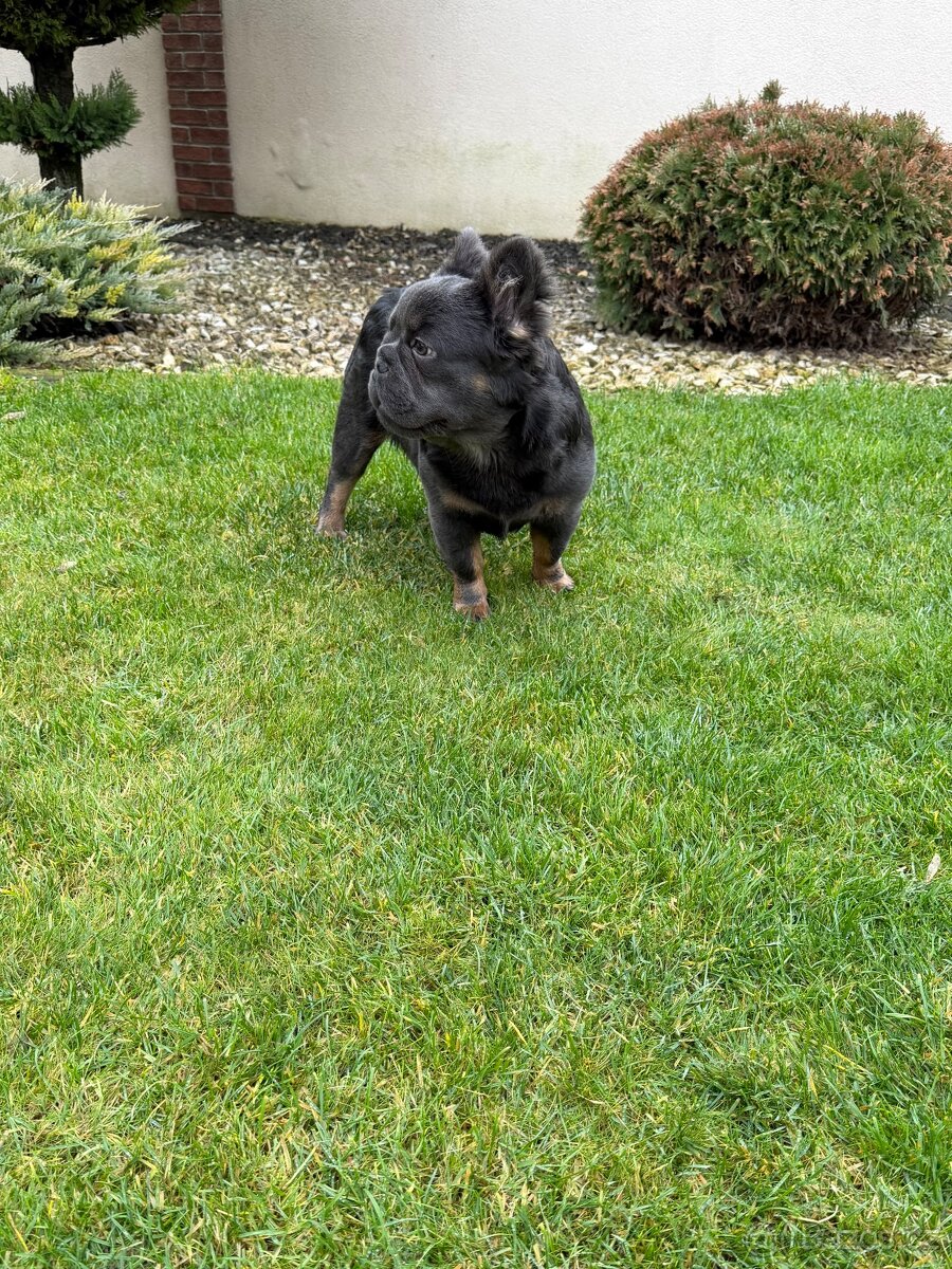 Francouzsky buldoček fluffy big rope pes a fenka - 3