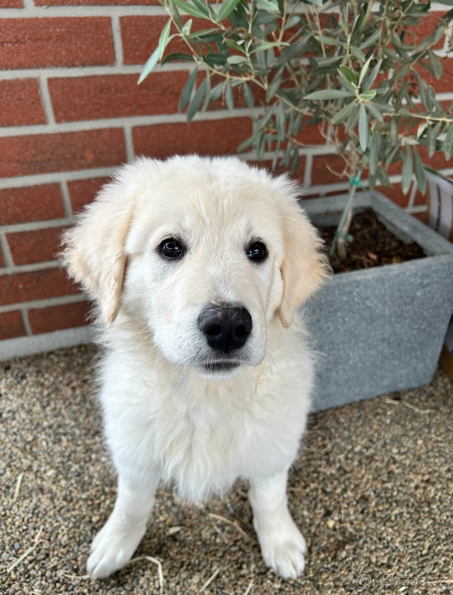 Slovenský čuvač - štěňátko s PP - 3