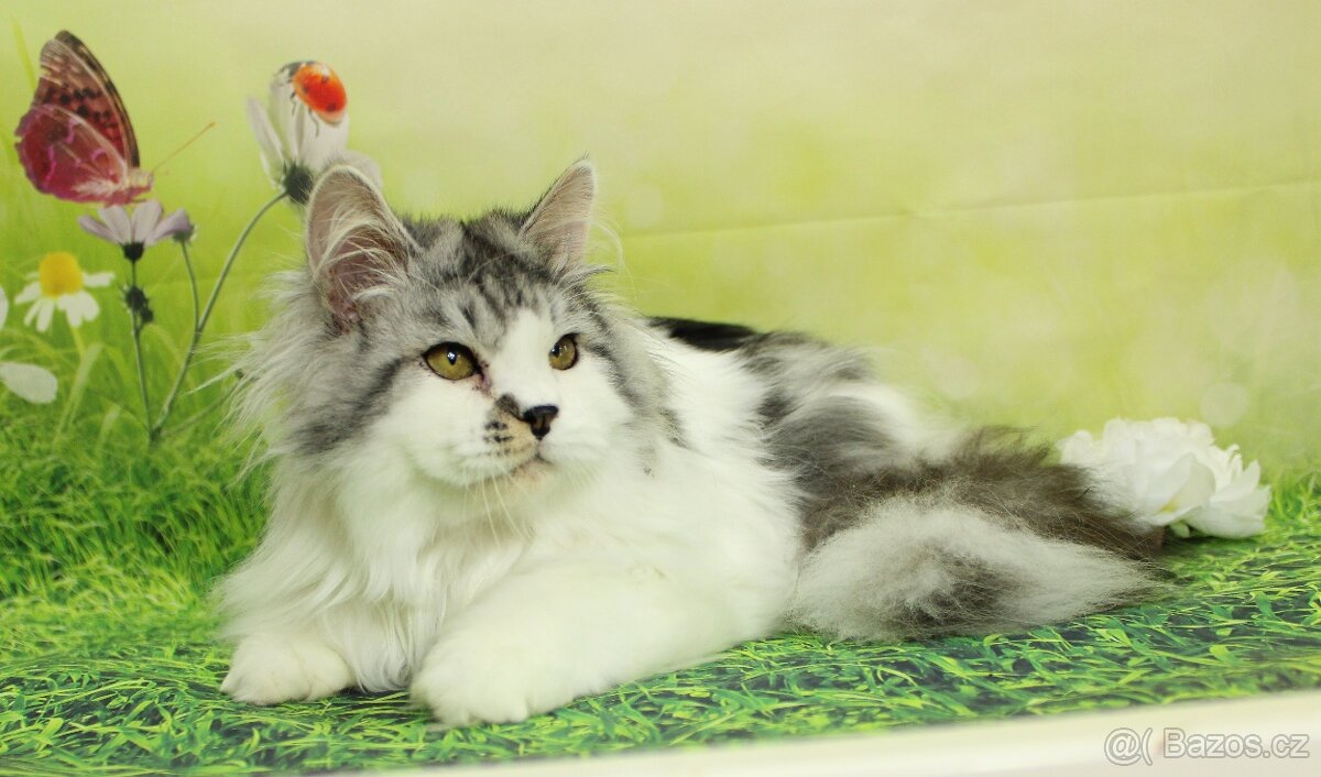 Sibiřská kočka - 3