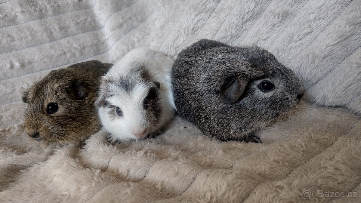 Morče hladkosrsté - 3