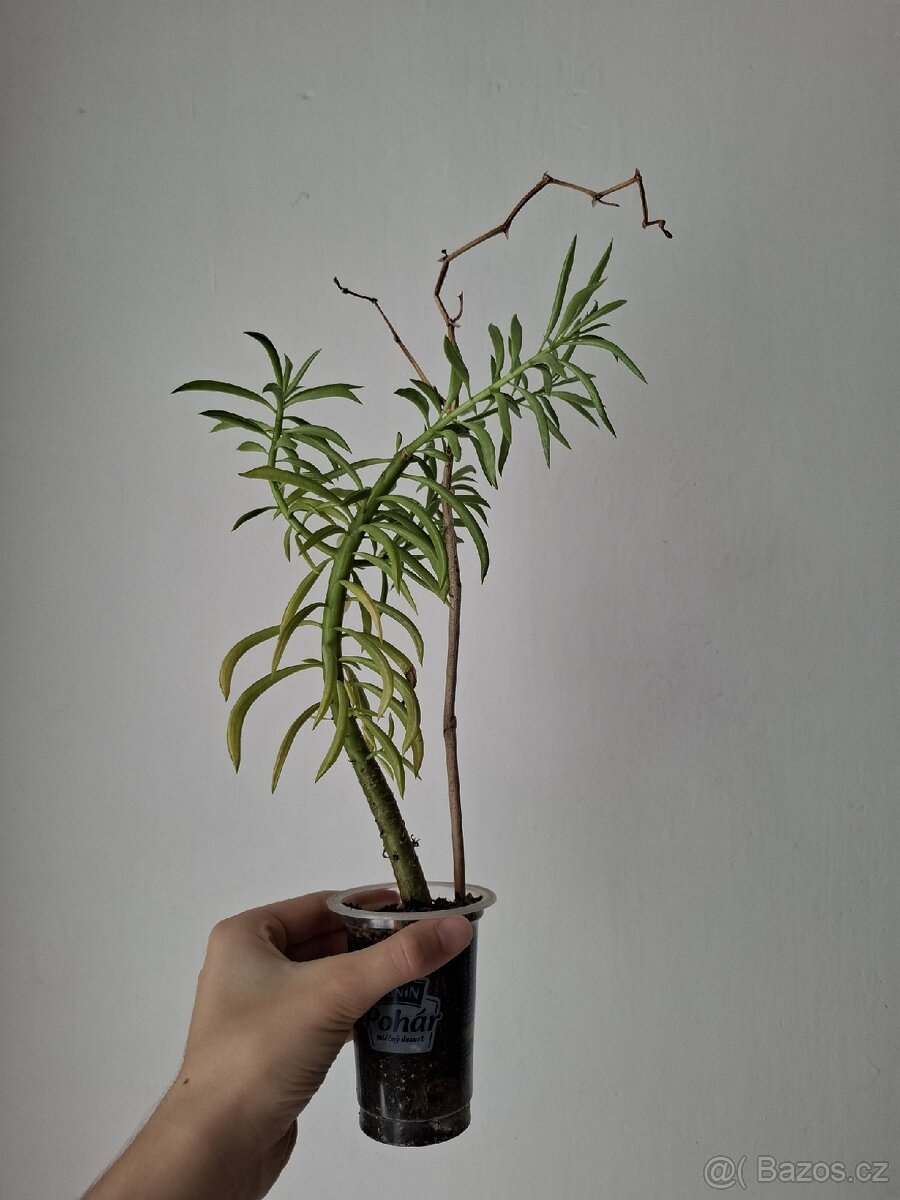Peperomia - 3
