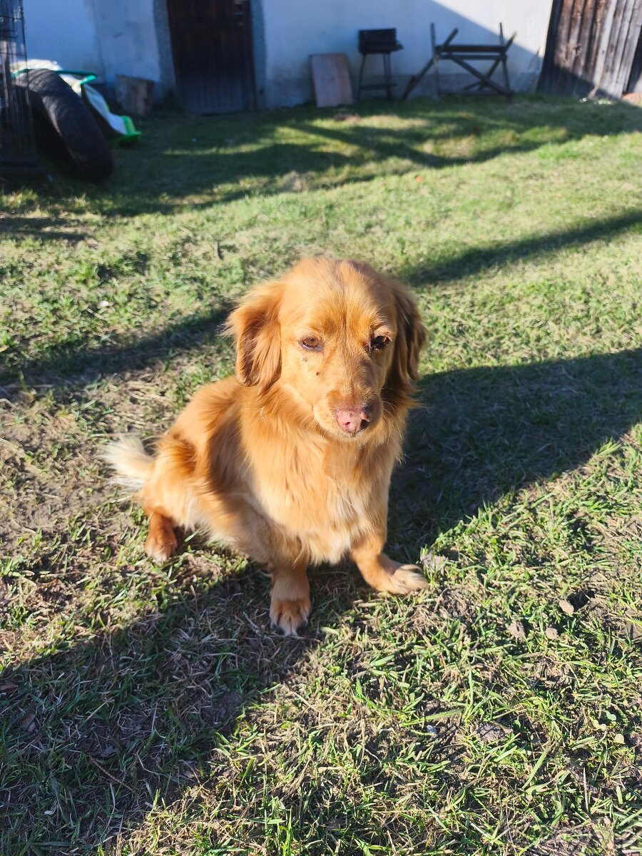 Daruji 9 let. Psa - 3