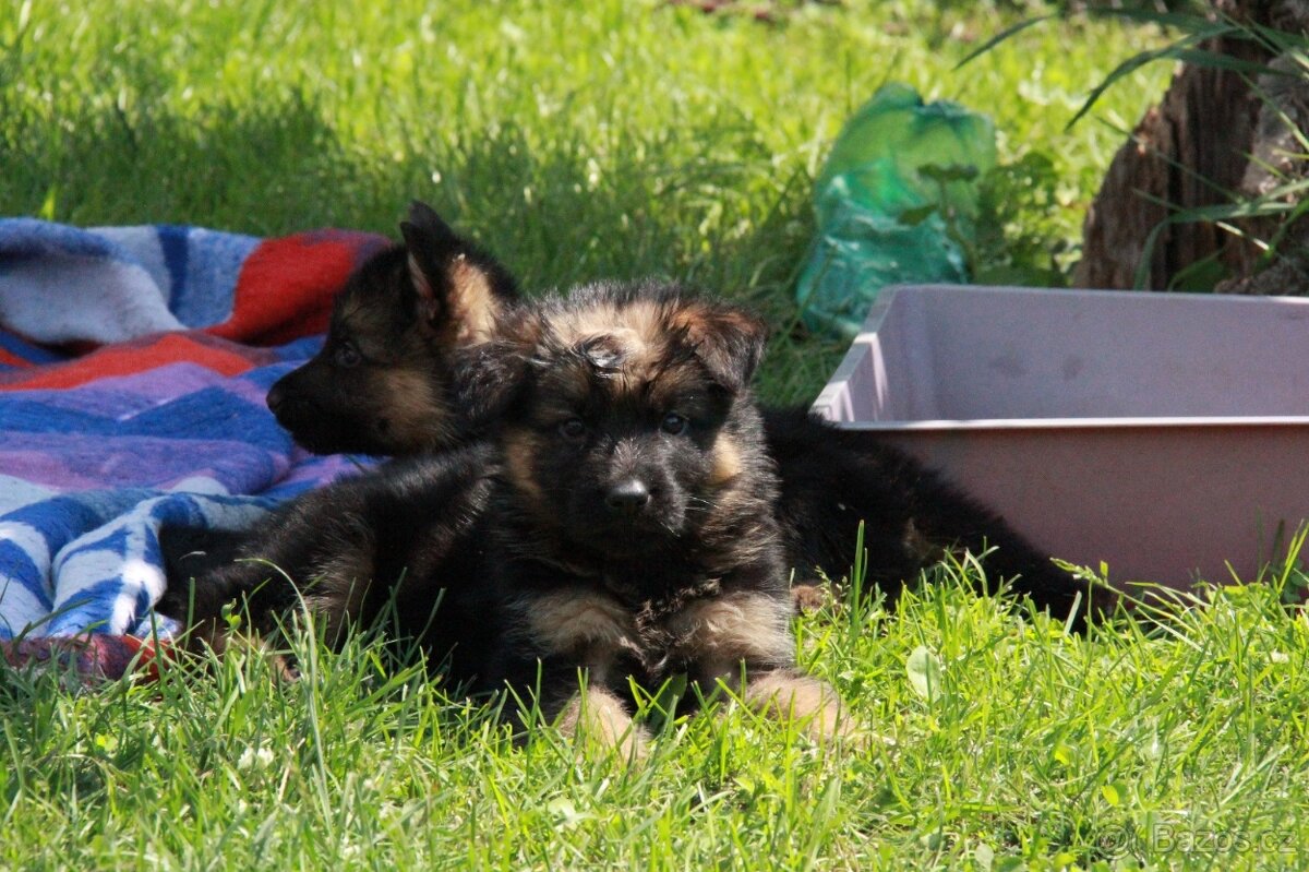 Německý ovčák - štěňata s PP jen fenky - 3