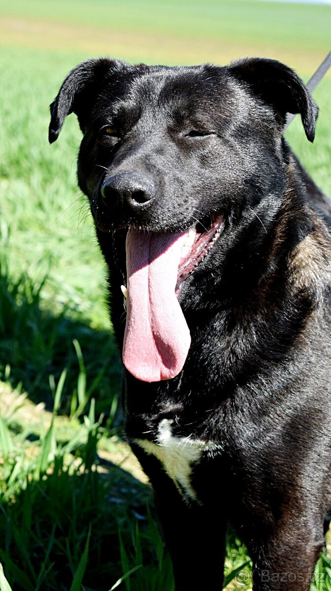 ALLEGRA K ADOPCI-3 ROKY, MILÁ,VDĚČNÁ,ODDANÁ - 3